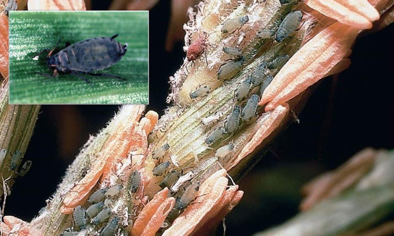 Maisblattlaus (Rhopalosiphum maidis)