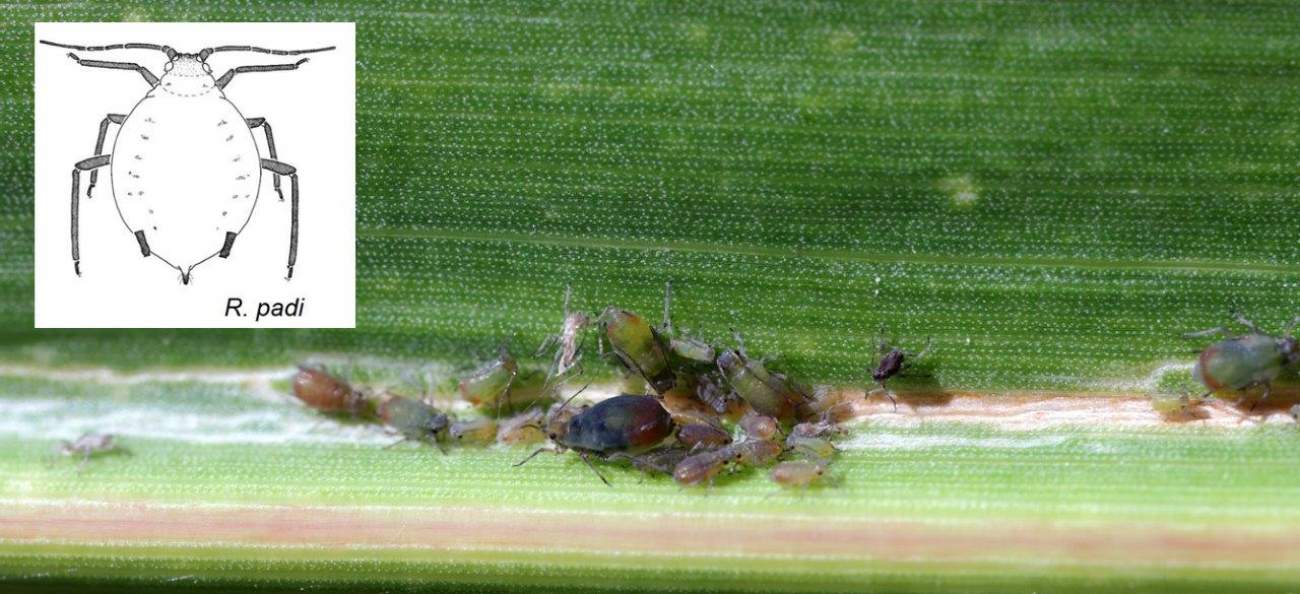 Haferblattlaus bzw. Traubenkirschenblattlaus (Rhopalosiphum padi) in allen drei Stadien